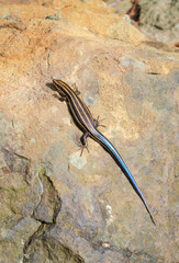 Colorful Juvenile Five-lined Skink at Shenandoah National Park along the Blue Ridge Mountains in Virginia
