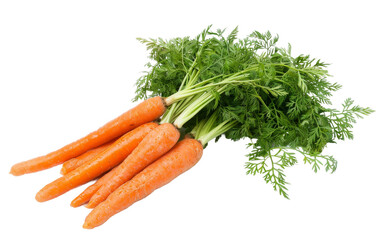 Fresh Carrots Bunch with Green Tops on transparent background,