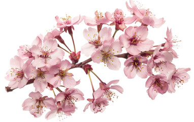 Delicate Pink Cherry Blossoms Cluster on transparent background,