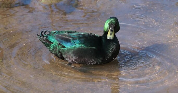 An Emerald duck or Black East Indian duck (anas platyrhynchos) with its brilliant green plumage on a pond