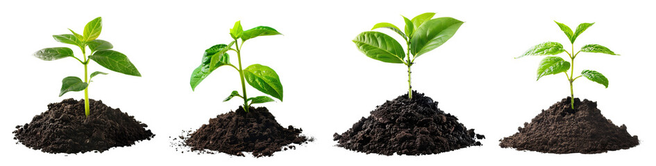 Young green plant and soil PNG - obrazy, fototapety, plakaty