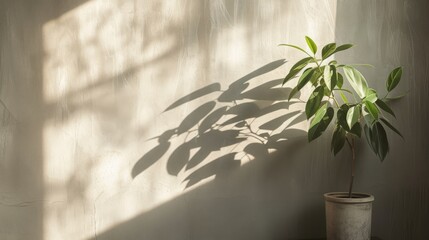 A potted plant on a textured surface bathed in warm sunlight, casting a dramatic shadow against a neutral wall
