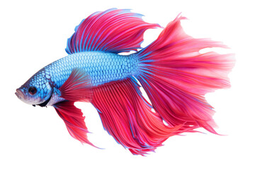 Betta fish or Siamese fighting fish on white background, Thai fighting fish