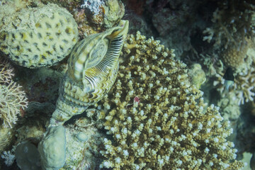 huge shell lying on corals in the reef during diving