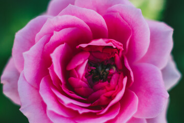 Close up open centre of bright pink rose. Natural beauty. Tenderness lightness joy happiness love
