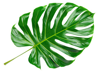 Green Palm Leaf on transparent background,