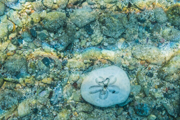 single heart urchin lying on the bottom of the red sea during snorkeling