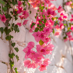Close-up of vibrant bougainvillea blooms cascading over a white stone wall, with sunlight casting a warm glow