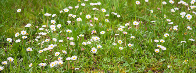 Field of white marguerite flowers on spring meadow
