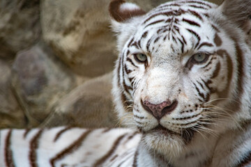 ホワイトタイガーは猛獣の中でも魅力的で人気があります