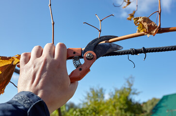 Man gardening in backyard. Worker's hands with secateurs cutting off wilted leafs on grapevine....