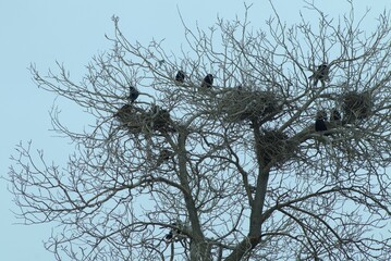 image description
BLACK ROOKS sit on nests in the treetops