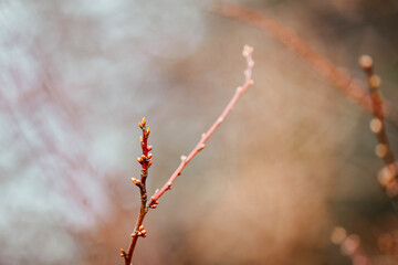 tree, spring, nature, branch, winter, flower, snow, leaf - 764564416