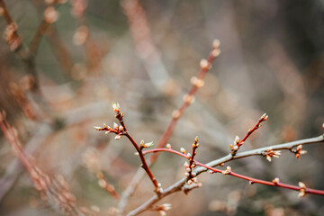 tree, spring, nature, branch, winter, flower, snow, leaf