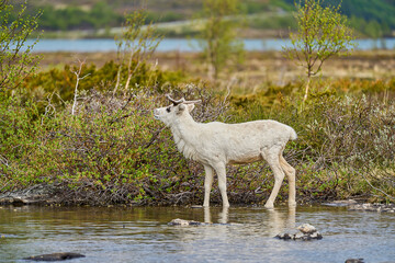 European Reindeer, Rangifer tarandus, also Caribou, standing in the tundra and browsing in...