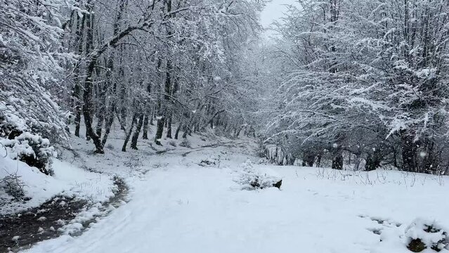 wonderful heavy snow in forest tree branch cover by snowfall in winter landscape panoramic wide view of Azerbaijan travel scenic nature epic trip taste local food guided day tour in countryside rural