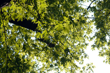 Ahorn, Silber-Ahorn,  Acer saccharinum