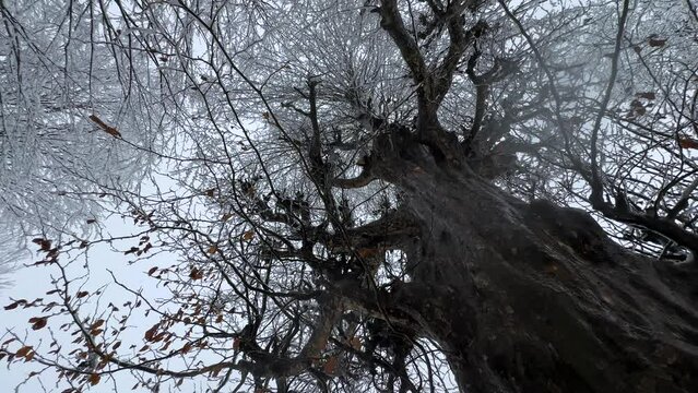 sky view in forest in winter season heavy snow landscape parrotia persiaca tree during snowfall in cold day in mountain panoramic landscape of nature travel in Iran Azerbaijan border Hyrcanian forest