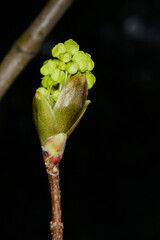 Ahorn, Spitzahorn,  Acer platanoides, Blütenknospen öffnen sich, Zweig, Ast, Baumausschnitt
