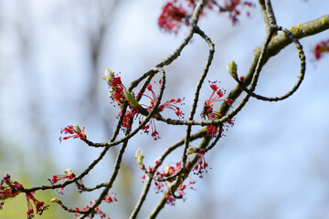 Ahorn, Rot-Ahorn, Acer rubrum, Blühender  Rot-Ahorn,  Zweig, Zweige,  Blütenstände