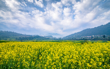 landscape view of blossom mustard farmland in Nepal.