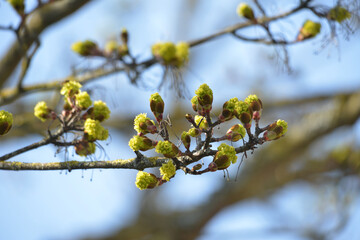 Ahorn, Spitzahorn,  Acer platanoides