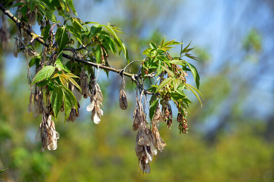 Ahorn, Eschen-Ahorn, Acer negundo, Bildung der Blütenrispe , alte Flügelfrüchte vom  Vorjahr