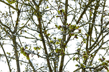 Ahorn, Spitzahorn,  Acer platanoides