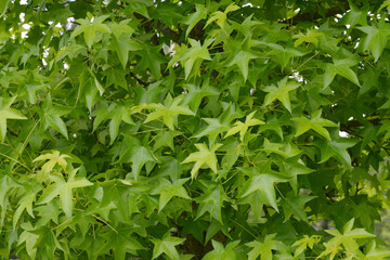 Amerikanische Amberbaum, Liquidambar styraciflua, Laubbl&auml;tter im Sommer