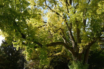 Ahorn, Silber-Ahorn,  Acer saccharinum
