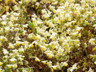 Epimedium perralchicum 'Fröhnleiten'. Bouquet of numerous bright yellow pendulous flowers with...