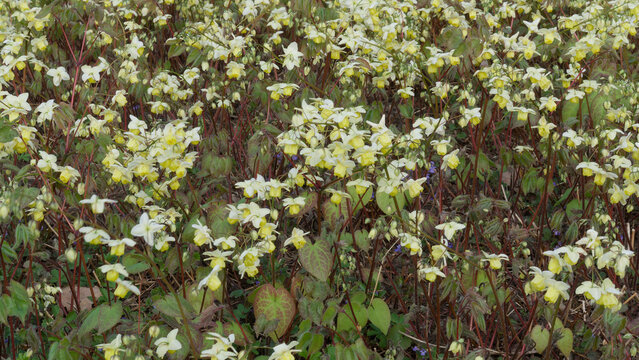 Barrenwort or bishop's hat plant (Epimedium perralchicum). Airy bright yellow flowers shaped like a bishop's hat on stems rising slightly above a mound of green and bronze-marbled foliage