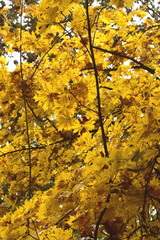 Ahorn,  Spitz-Ahorn,  Acer platanoides, Palmatifidum,  im Herblaub,  Blätter mit leuchten gelben gelbbrauen  Farbakzenten