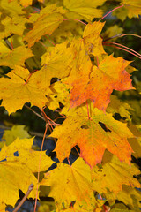 Ahorn,  Spitz-Ahorn,  Acer platanoides