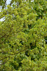 Ahorn, Berg-Ahorn,  Acer pseudoplatanus L.,  Laubblätter und hängende traubenartige  Blütenrispen, gestielte Blüten