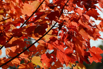 Ahorn, Rot-Ahorn, Acer rubrum, October Glory, Herbstfärbung,  kleiner Baum,  Strauch, Teilansicht