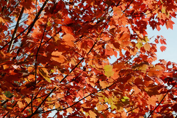 Ahorn, Rot-Ahorn, Acer rubrum, October Glory, Herbstfärbung,  kleiner Baum,  Strauch, Teilansicht - obrazy, fototapety, plakaty
