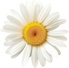 daisy flower