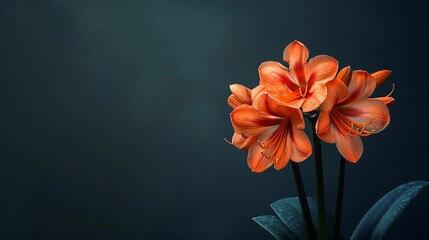 Obraz premium Generative AI : Orange flower Clivia Miniata on a dark background