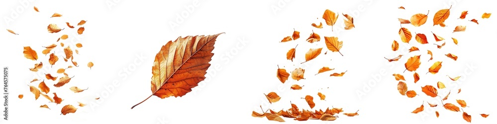 Canvas Prints set of autumn leaves isolated on transparent background