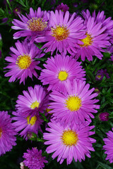 Aster, Glattblatt, Astern´novi-belgii, Karminkuppel