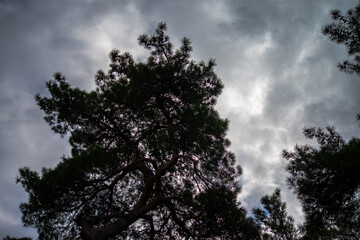 Skyward Majesty: A big tree stands tall, its branches reaching towards the clouds, creating a serene and majestic natural scene