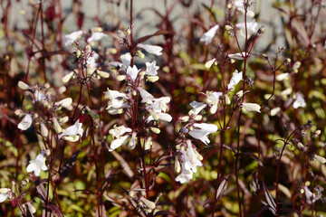 Bartfaden, Penstemon digitalis 'Huskers Red © Peter Oetelshofen