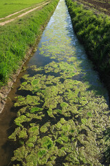 River ditch water algae pollution suspension mucilage
