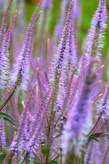 Kandelaber-Ehrenpreis, Veronicastrum Hybride 'Adoration