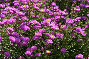 Aster, Glattblatt, Astern´novi-belgii, Karminkuppel