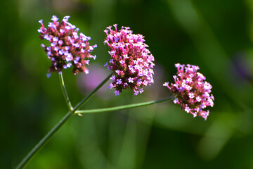 Eisenkraut, Patagonisches, Verbena bonariensis
