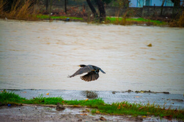 Aerial Symphony: Cormorant Crossing the River
