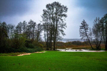 Riverside Serenity: Poplar Tree and Grass Along the River