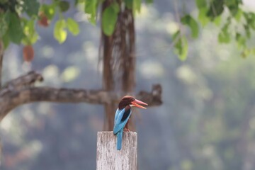 Kingfisher is an Alcedines bird. In the centipede order Classified as a small bird, it has a large head, short neck, and long, straight, strong beak.